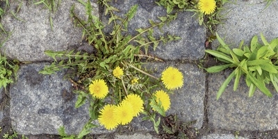 Kärcher WRE 4 Battery Unkrautentferner