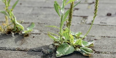 Kärcher WRE 4 Battery Set Unkrautentferner