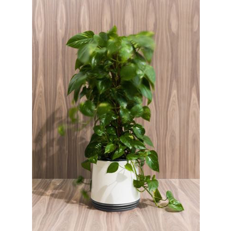 AIRY Pot Blumentopf Luftreinigungssystem in schneeweiß (Stone Grey - anthrazit)