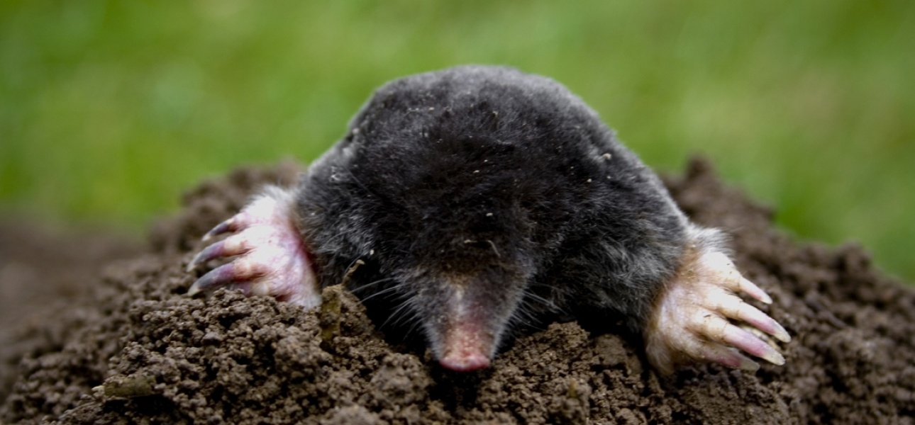 Florissa Solar Wühlmaus- und Maulwurf-Stopp